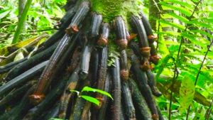 Benefits of Huacrapona Palm Tree