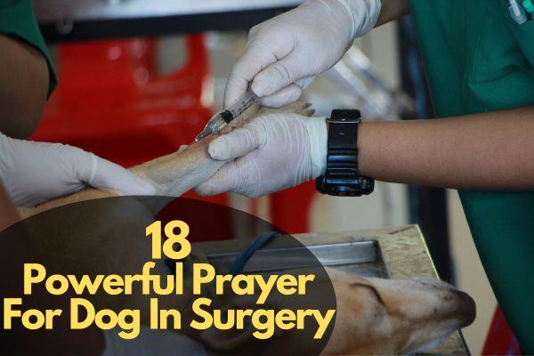 Prayer For Dog In Surgery
