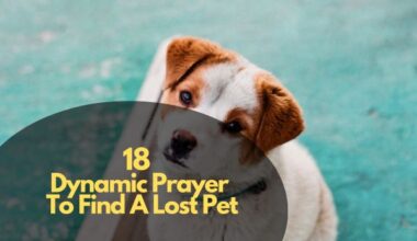 Dynamic Prayer To Find A Lost Pet